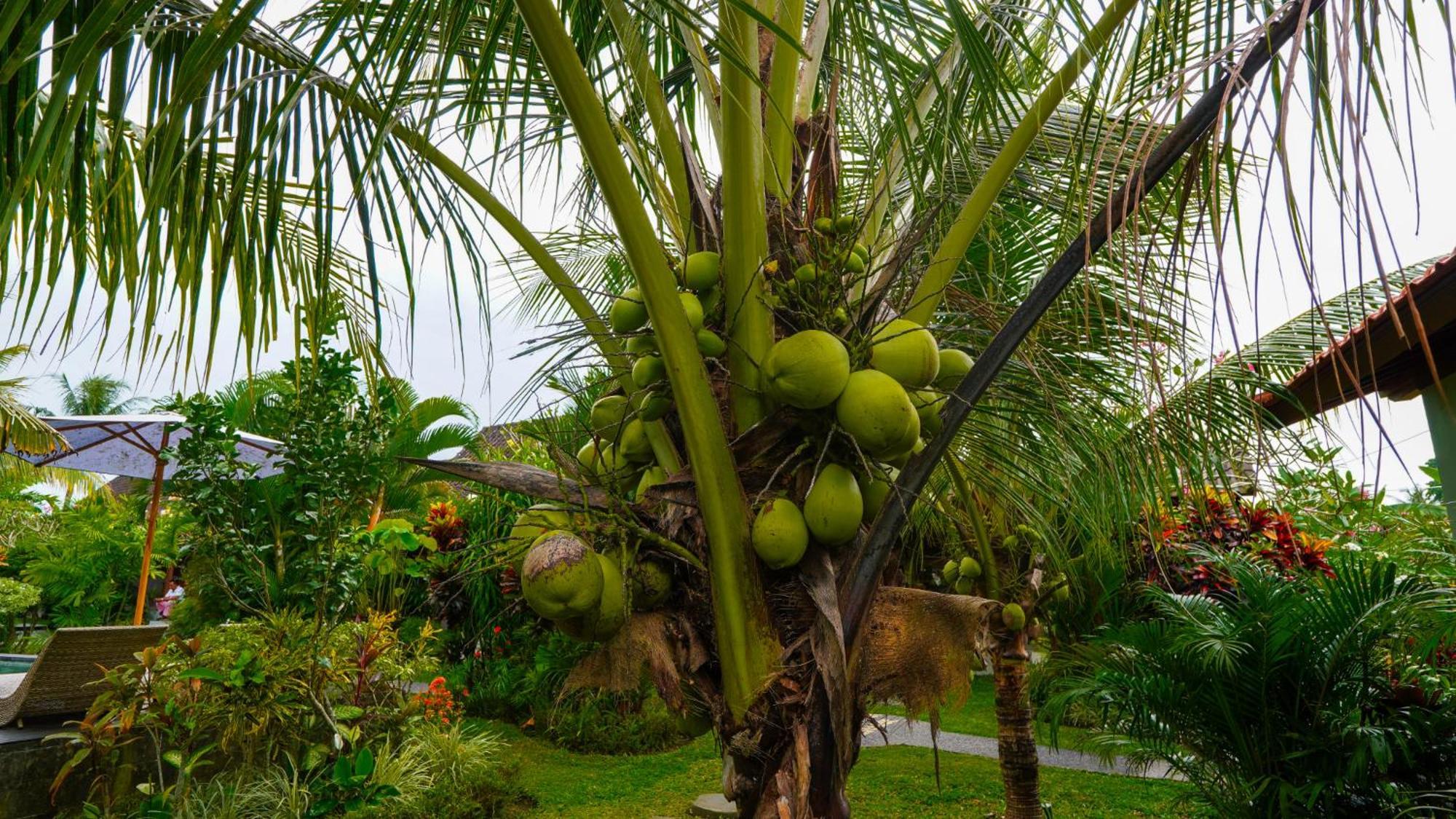 Gasthof Coconut Ubud